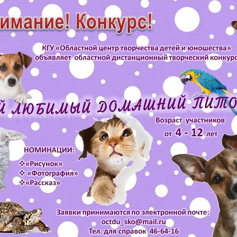 Менің Үй Жануарым Эссе Менің Үй Жануарым Эссе